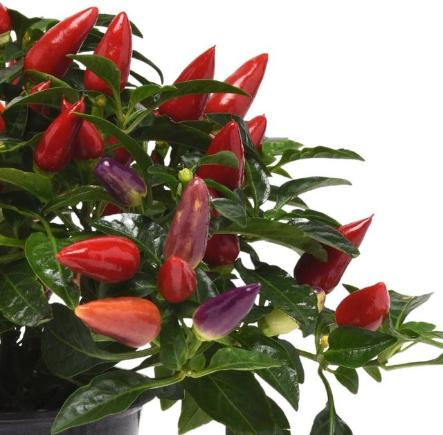 Zierpaprika Capsicum von Mein schöner Garten Shop als Topfpflanze in den Farben Lila, Rot, Orange und Grün - Bild 1