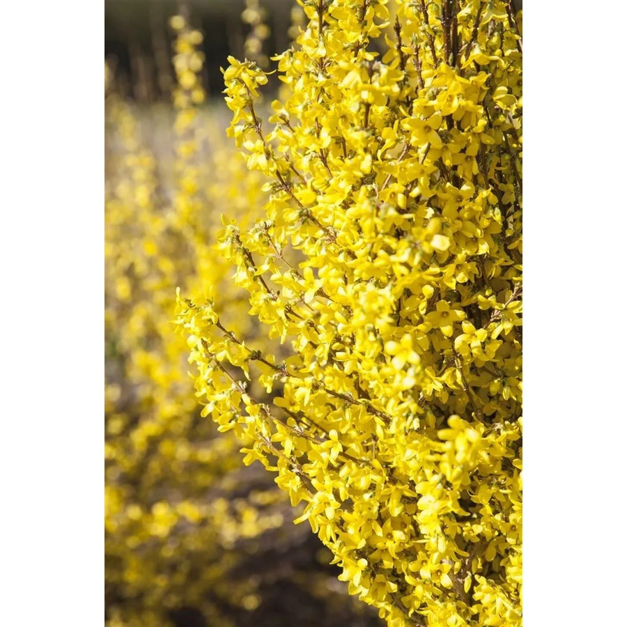 Forsythia Week-End -R- Forsythie in leuchtendem Gelb, Zierstrauch für den Garten und Außenbereich, Höhe: 60–80 cm - Bild 2