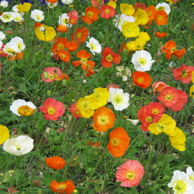BIO Islandmohn von BLUME2000, 3 Stück - Bild 1