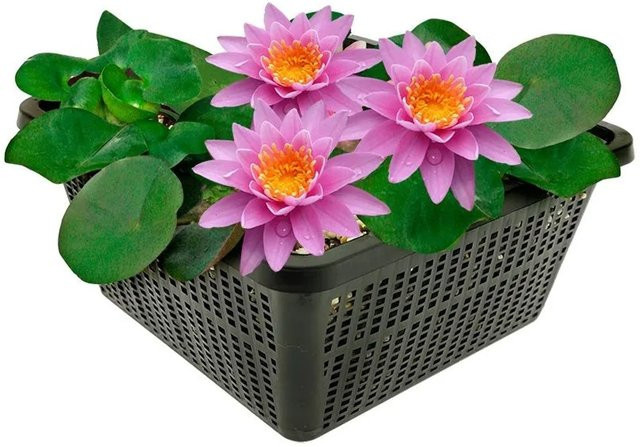 Vdvelde Rosa Seerose Nymphaea Komplettset für den Teich inklusive Korb, Substrat, Kies und Nahrung in Pink - Bild 1