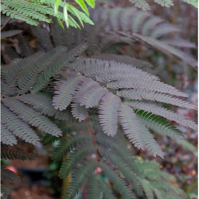 Seidenakazie Summer Chocolate Albizia julibrissin Schlafbaum, Höhe: 100-125 cm - Bild 1