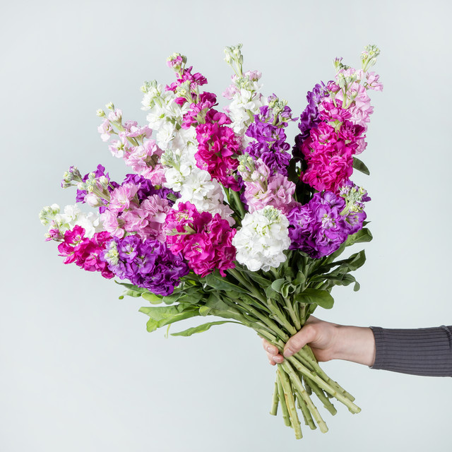 BLUME2000 Bouquet Levkojen sommerlich violett rosa white multicolour - Bild 1