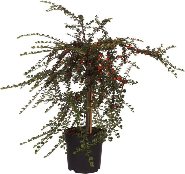 Zwergmispel Cotoneaster praecox als Bodendecker und niedrige Hecke, Höhe: ca. 60 cm - Bild 1