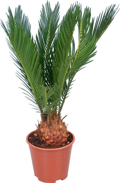 GROW by OBI Palmfarn Cycas Revoluta in Grün, Höhe: 45 cm, Topf-Durchmesser: 12 cm - Bild 1