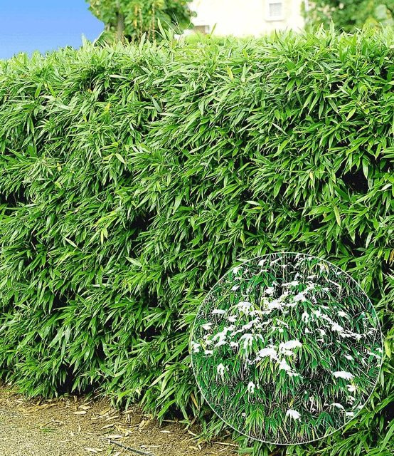 Winterharte Bambus-Hecke im 2-Liter Container - Bild 1