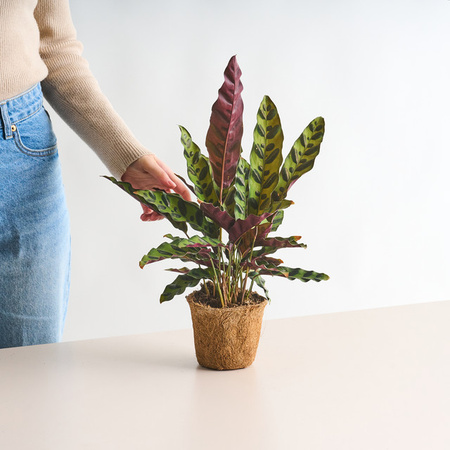 Calathea Insigne Zimmerpflanze von BLUME2000