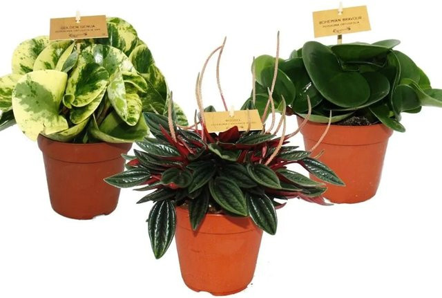 Exotenherz Peperomia 3er Set grüne Zimmerpflanzen im Topf - Bild 1