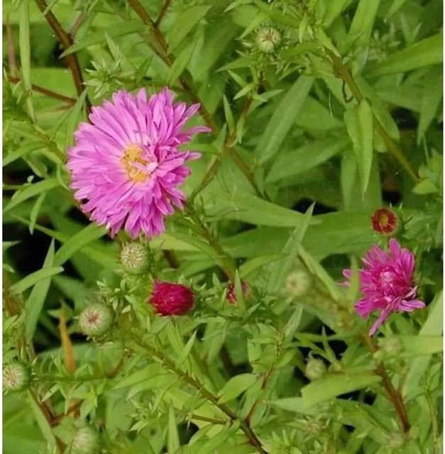 Rauhblattaster Sarah Ballard Aster novae angliae als mehrjährige Schnittpflanze für den Garten - Bild 1