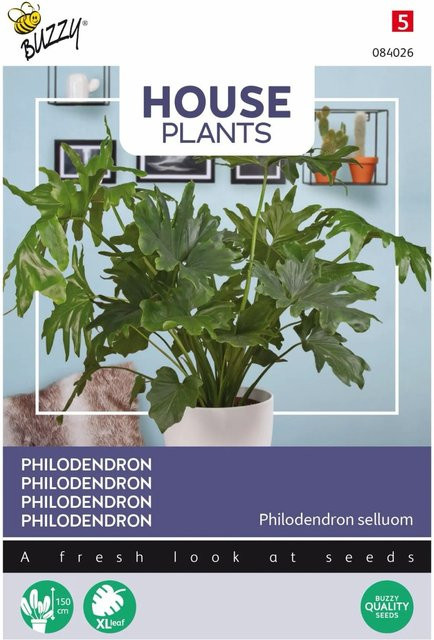 Philodendron Selloum Samen von Buzzy House Plants für den Innenbereich, ca. 20 Stück - Bild 1
