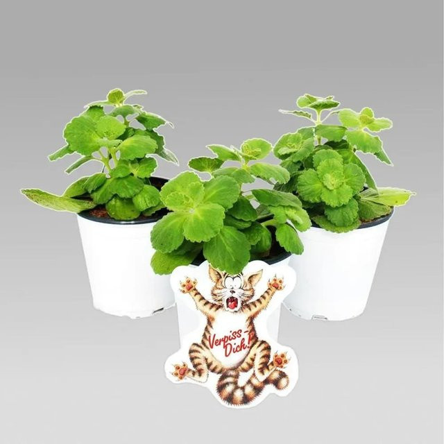 Exotenherz Coleus Canin Verpiss-Dich Pflanze, 12 Pflanzen im Topf - Bild 1