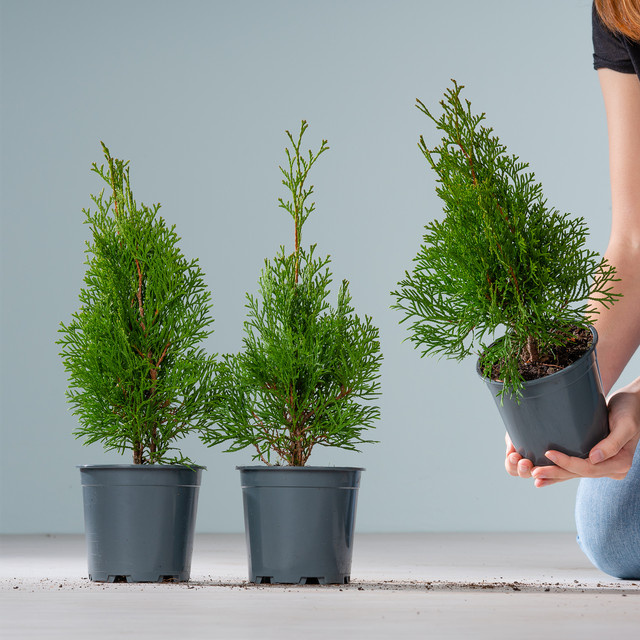 BLUME2000 Thuja occidentalis Lebensbaum Smaragd Hecke, 3 Stück - Bild 1