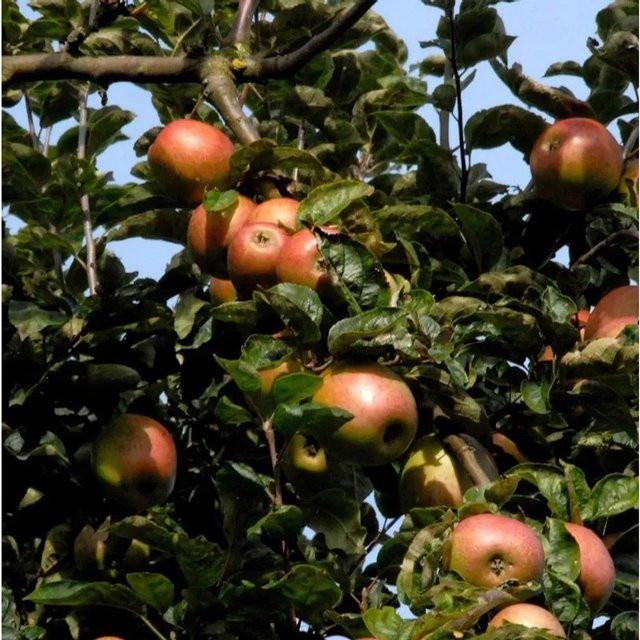 Apfelbaum Rheinischer Winterrambour von Nr-01.de mit grünroten Früchten, Höhe: 60-80 cm - Bild 1