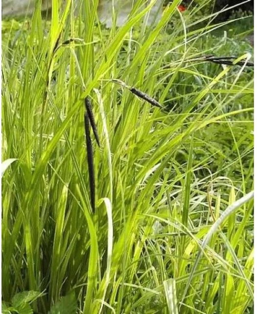 Carex acuta Scharfe Segge, grüne Staude im Topf - Bild 1