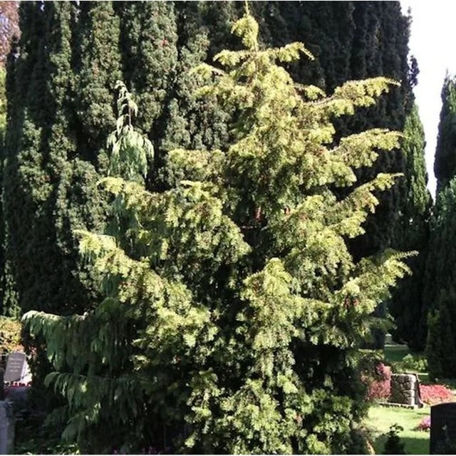 Goldgrüne Adlerschwingeneibe Taxus baccata für deinen Garten, Höhe: 50-60 cm - Bild 1