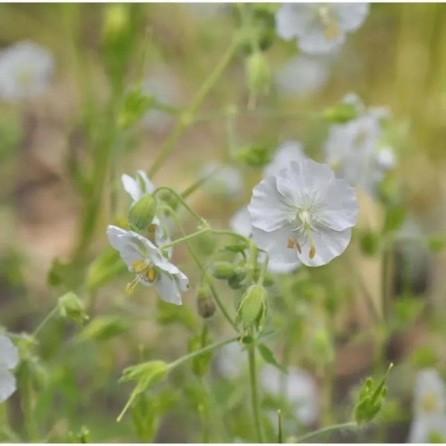 Geranium dalmaticum Dalmatiner Storchschnabel als weißer Bodendecker und Stauden für den Steingarten - Bild 1
