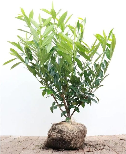 Prunus Aurocerasus Caucasica Heckenpflanze mit weißen Blüten, Höhe: 80-100 cm - Bild 1