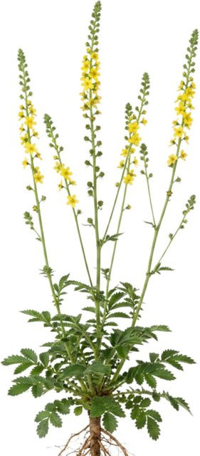 LaCaTho Kleiner Odermennig Samen Agrimonia Eupatoria Heilpflanze mit 2500 Samen - Bild 1