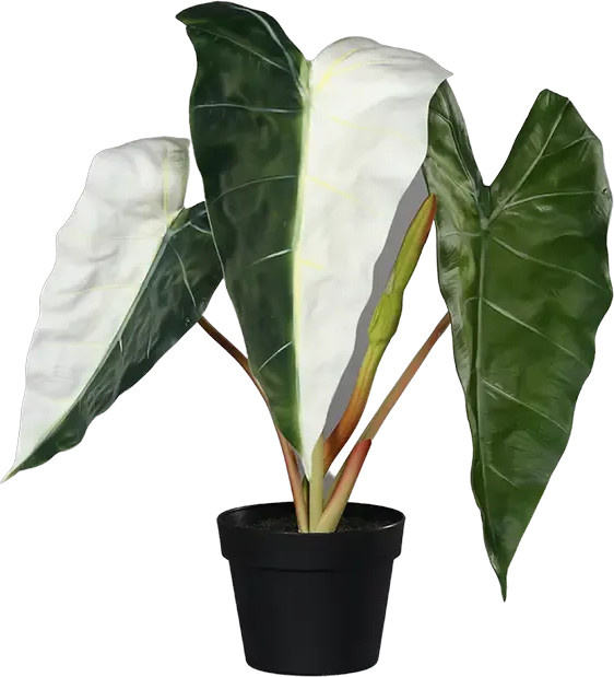 Künstliche Alocasia Albino Pflanze von Aplanta, Höhe: 68 cm - Bild 1
