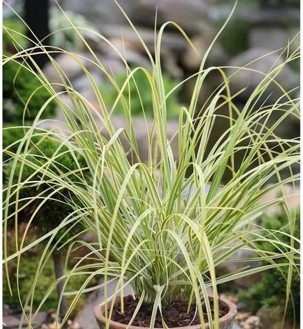 Pampasgras Golden Comet Cortaderia selloana im Topf von Nr-01.de, Farben: Silber, Weiß, Grün - Bild 1