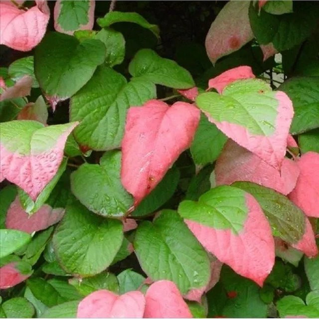 Arborix Flamingo-Strahlengriffel Actinidia kolomikta als Kletterpflanze im Container mit dekorativem Laub in Weiß, Pink und Grün, Höhe: 50 bis 60 cm - Bild 1