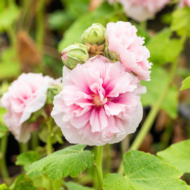 BIO Stockrose Althaea von BLUME2000, Rosa, 3 Stück - Bild 1
