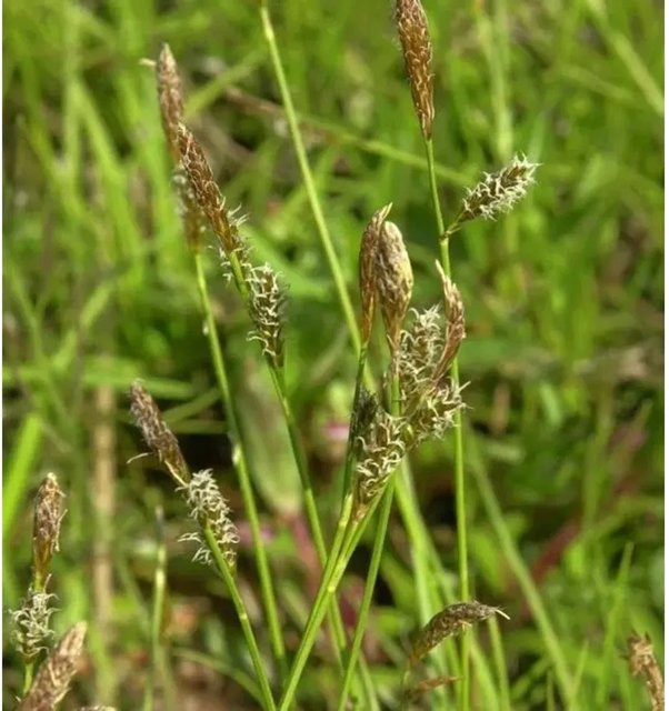 Schattensegge Carex umbrosa grüne Staude für die Gehölzunterpflanzung im Topf - Bild 1