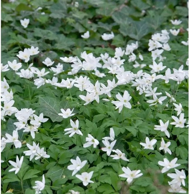 Dreiblatt Windröschen Anemone trifolia weiße Staude für den Garten - Bild 1