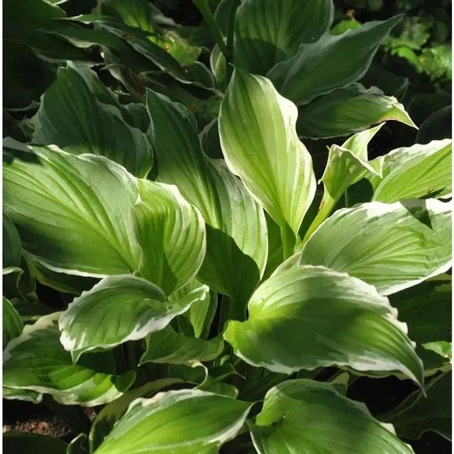 Hosta undulata Albomarginata Schmalblattfunkie als Bodendecker in Grün-Weiß - Bild 1