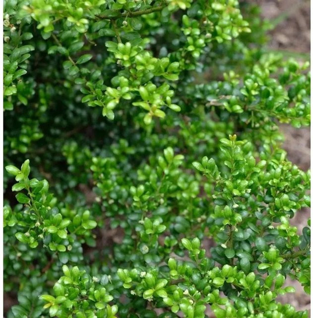 Japanische Stechpalme Ilex crenata als grüne Heckenpflanze, Höhe: 100-125 cm - Bild 1