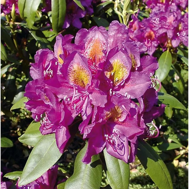 INKARHO Rhododendron Marcel Menard Alpenrose, großblumiger Zierstrauch in Lila, 25-30 cm - Bild 1