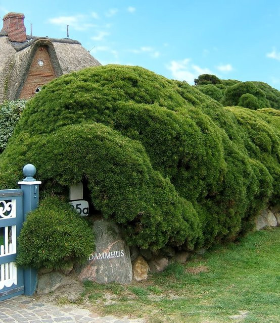 Pinien-Hecke - Bild 1