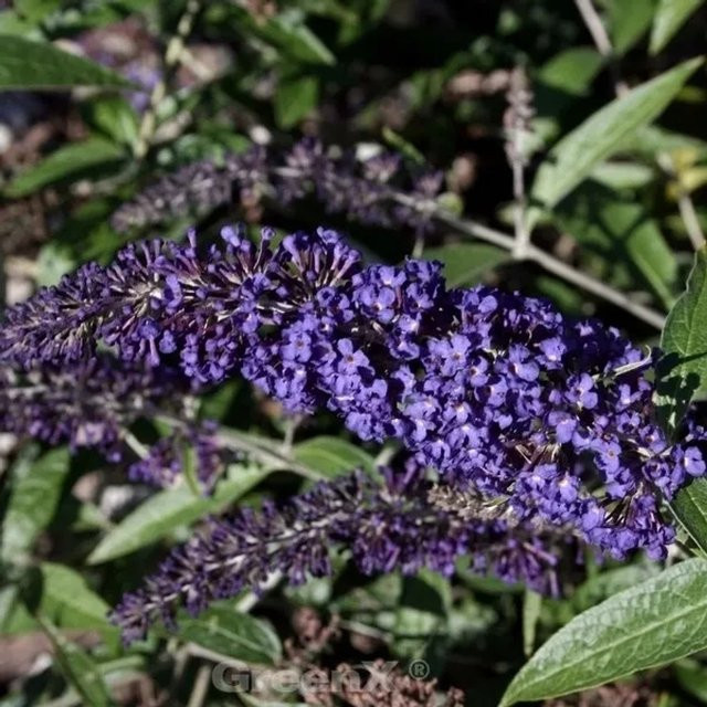 Zwerg Schmetterlingsstrauch Buddleja Blue Chip Jr. in Blau und Violett, Höhe: 30-40 cm - Bild 1