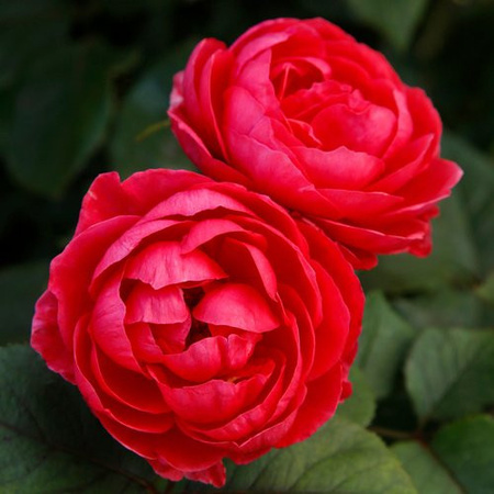 KORDES Beetrose Gartenprinzessin Marie-Jose in Rosa, gefüllte rosarote Blüten