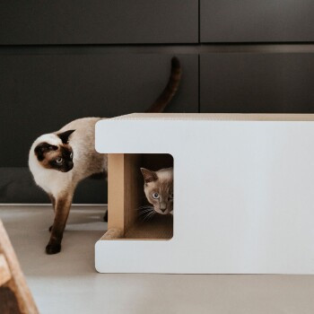 Stylecats Katzenhöhle Cavy in Weiß - Bild 2