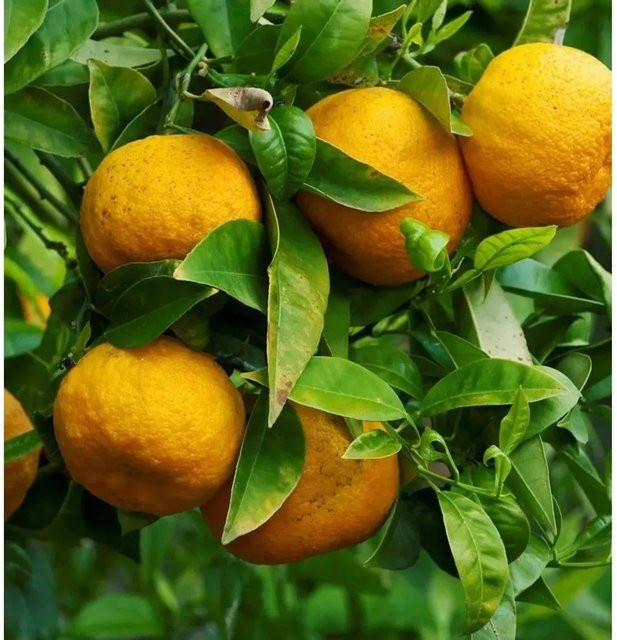 Bitterorange Citrus aurantium als Fruchtbaum von Nr-01.de, Höhe: 30-40 cm - Bild 1