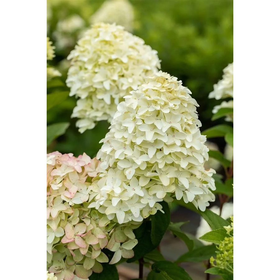 Rispenhortensie Hydrangea Paniculata Magical Candle Pflanzen für dich, Höhe: 40-60 cm - Bild 2