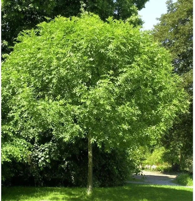 Fraxinus Esche Hochstamm Kugel Ziergehölz Grün 80-100 cm - Bild 1