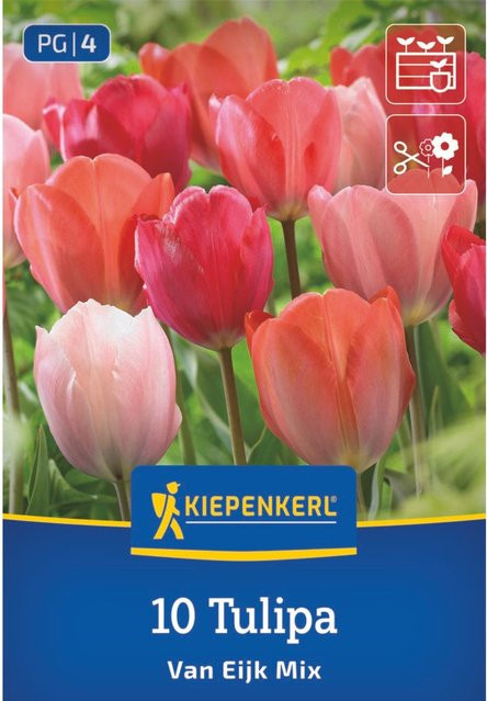 Kiepenkerl Darwin-Hybrid-Tulpe Van Eijk Mischung, 10 Zwiebeln, rot - Bild 1