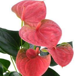 Flamingoblume Sweet Dream in Rosa als dekorative Pflanze - Bild 1