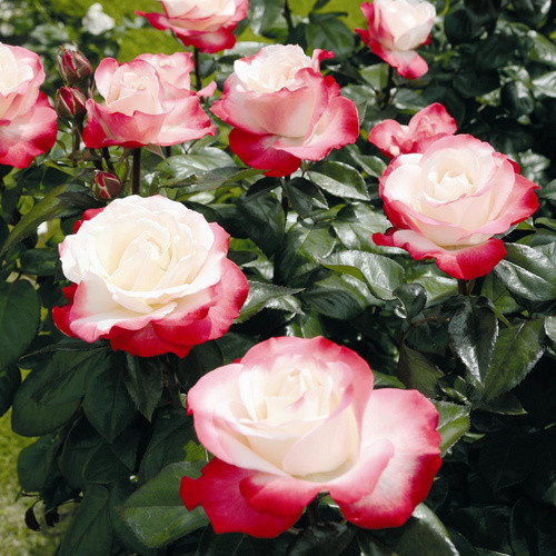 Rosen Tantau Edelrose Nostalgie Strauchrose, zweifarbige gefüllte Blüte in Rosa und Weiss - Bild 2