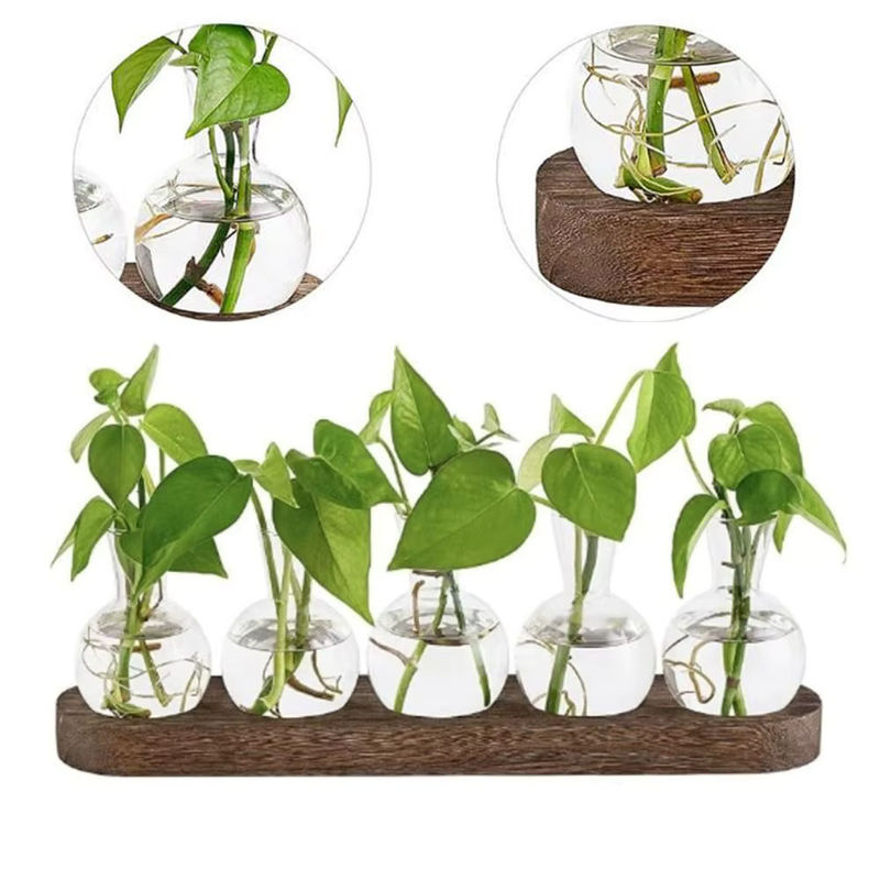 Moderne Pflanzenterrarium-Vermehrungsstation aus Glas und Holz mit flaschenförmigen Vasen in Transparent und Braun - Bild 5