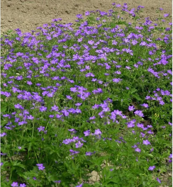 Waldstorchschnabel Geranium sylvaticum Amy Doncaster lila mehrjährige Beetpflanze von Die Nr-01.de - Bild 1
