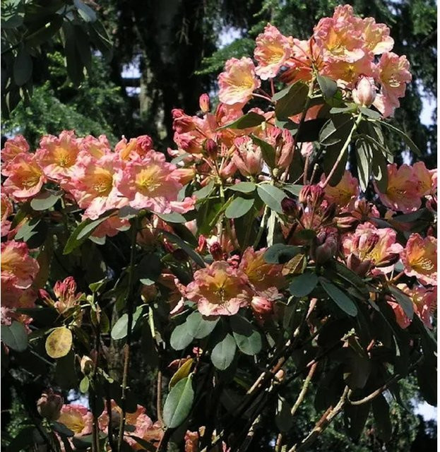 INKARHO Rhododendron Santorina Alpenrose pink, großblumiger Strauch für den Außenbereich - Bild 1