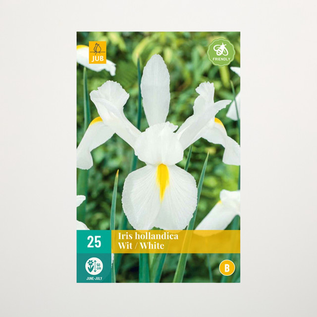 Holländische Schwertlilie in Weiß von BLUME2000 mit 25 Knollen für Gartenbeete, Balkon oder Terrasse - Bild 1