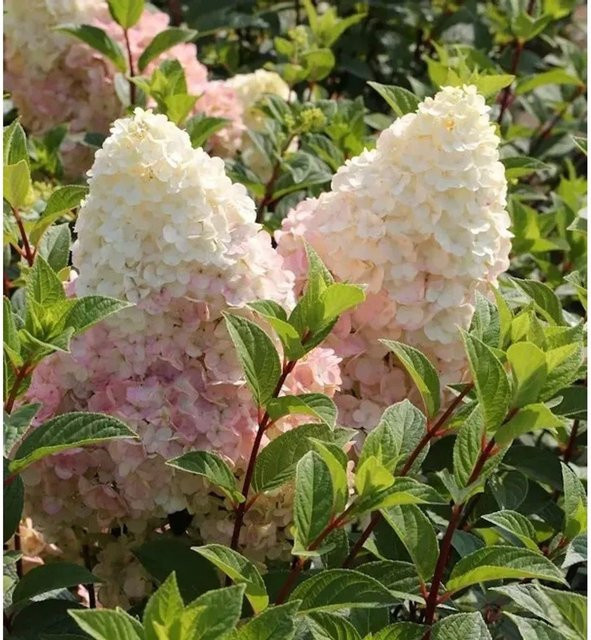 Hochstamm Rispenhortensie Silver Dollar Hydrangea paniculata weiß von Nr-01.de, Höhe: 80-100 cm - Bild 1