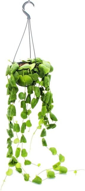 Exotenherz Zimmerpflanze Dischidia Platyphylla als Hängepflanze im grünen Ampeltopf, Durchmesser: 14 cm - Bild 1