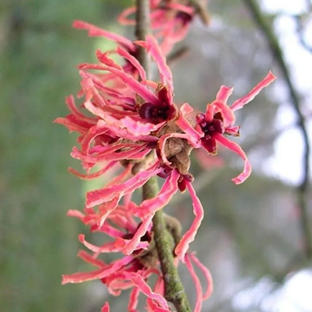 Arborix Zaubernuss Hamamelis x intermedia Ruby Glow mit roten Blüten im Container - Bild 1