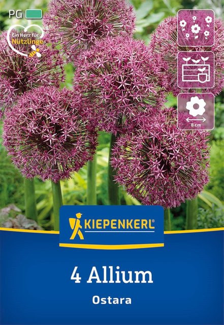 Kiepenkerl Zierlauch Ostara, 4 Zwiebeln, violett - Bild 1