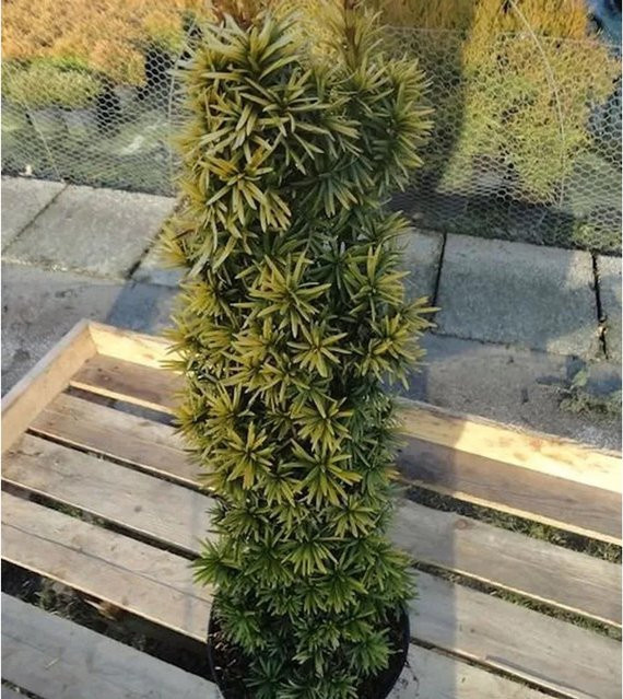 Gelbe Säulen Eibe Taxus baccata Standishii in Gelb und Grün, Höhe: 40-50 cm - Bild 1