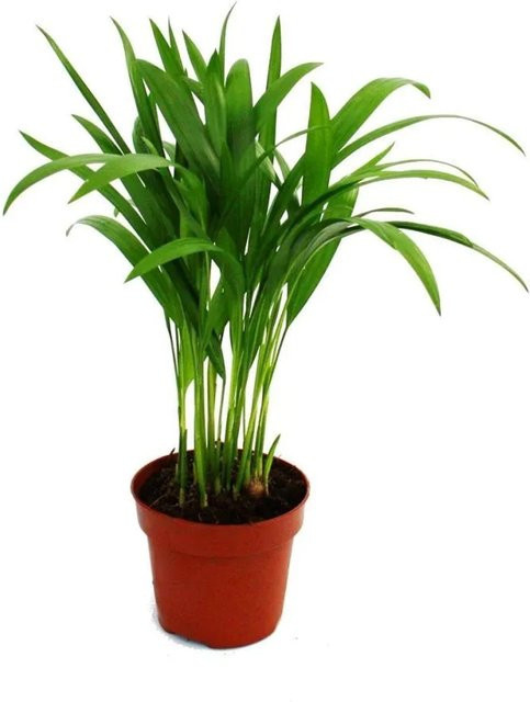 Exotenherz Goldfruchtpalme Areca Chrysalidocarpus Lutescens im 12cm Topf - Bild 1